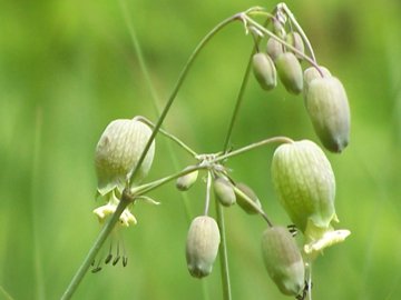 Silene vulgaris